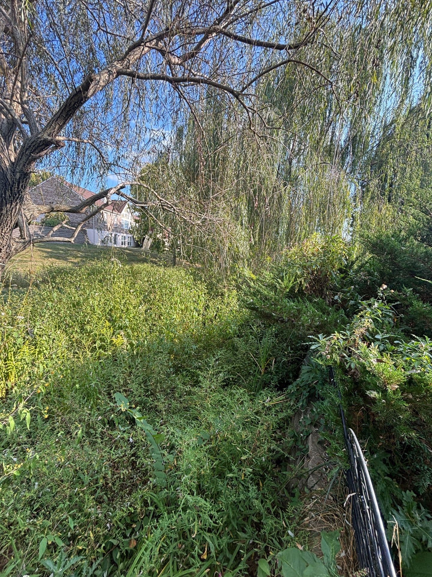 Project Wild to Wonderful with Expert Cleanup image