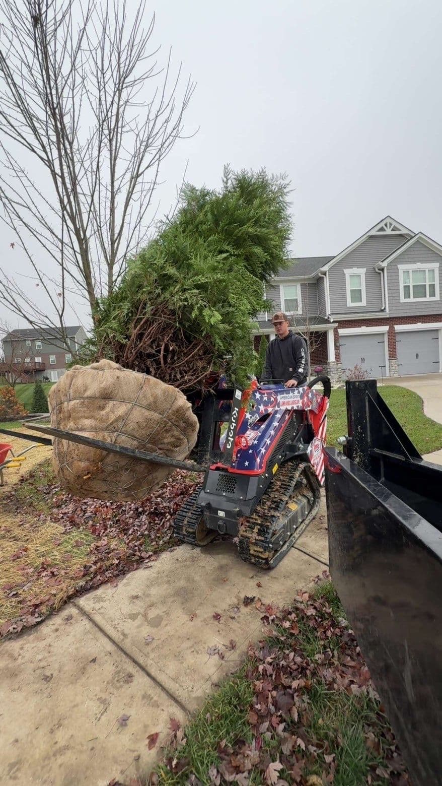 Gallery photos for Enhancing Poolside Privacy with Green Giant Arborvitaes: Image #3