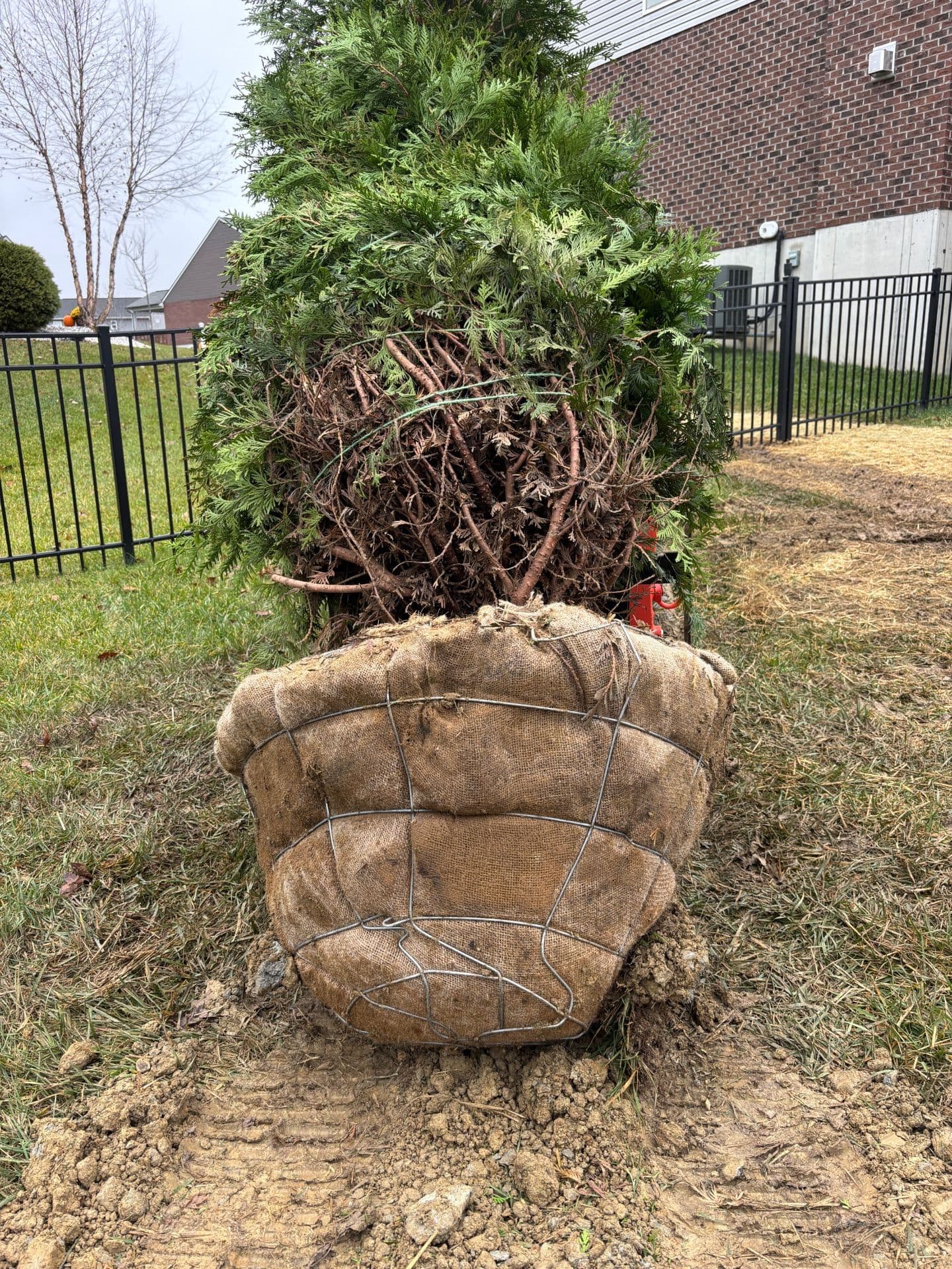 Project Enhancing Poolside Privacy with Green Giant Arborvitaes image