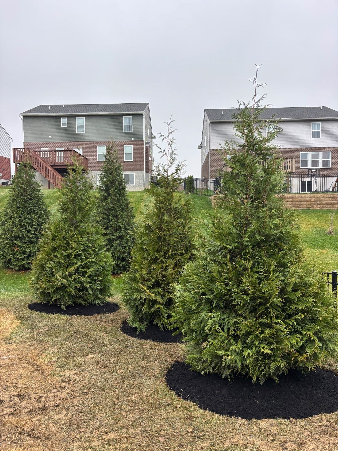 Gallery photos for Enhancing Poolside Privacy with Green Giant Arborvitaes: Image #2