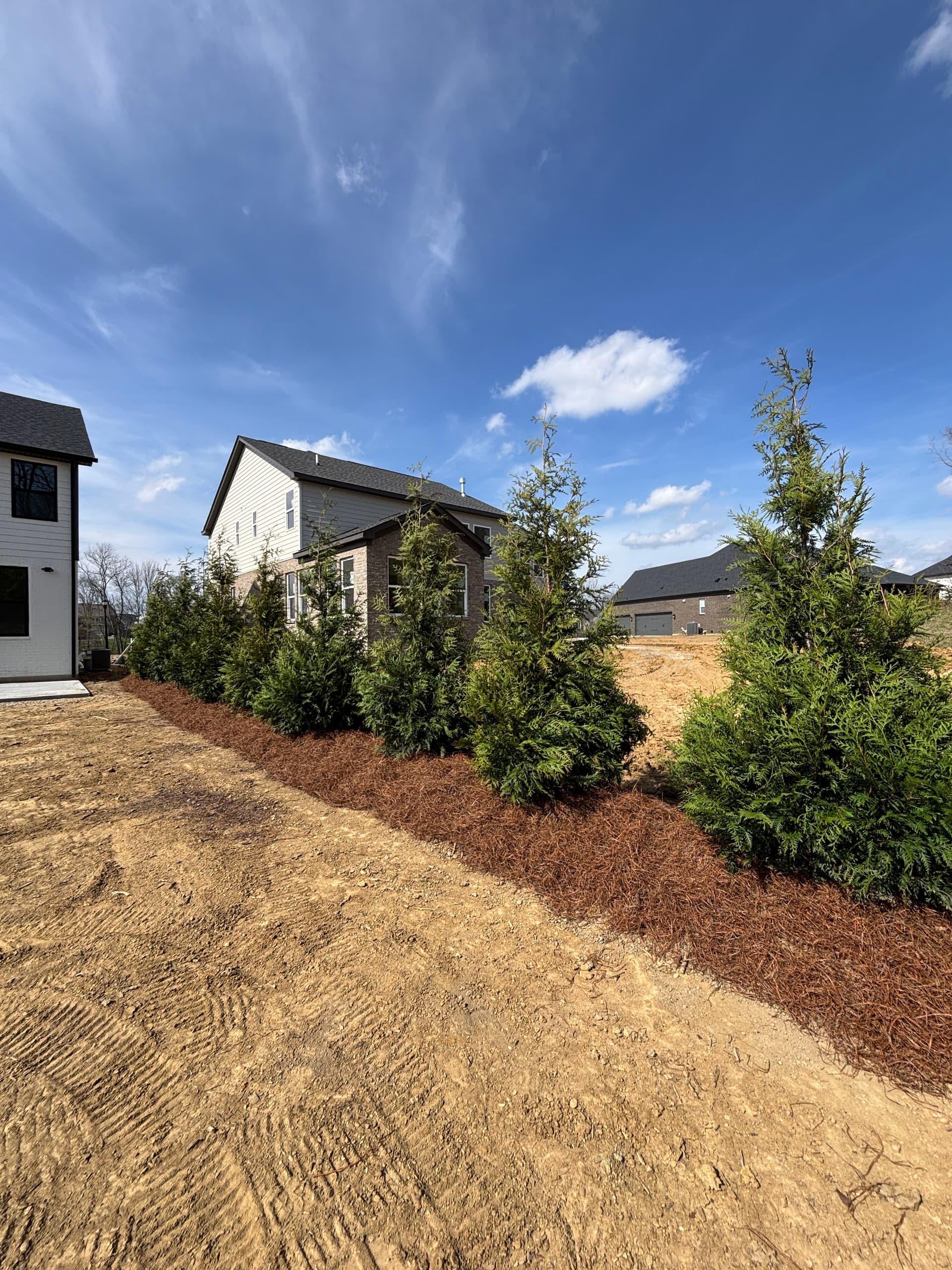 Creating Natural Boundaries with Green Giant Arborvitaes image
