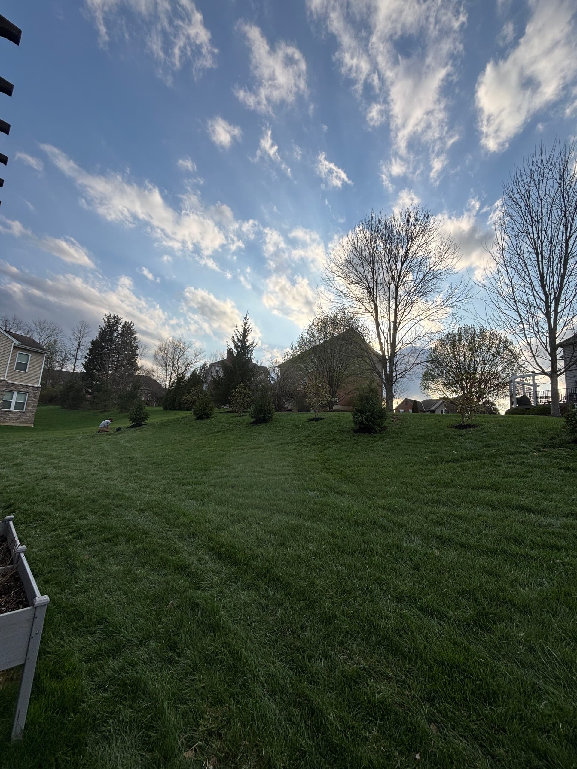 Gallery photos for Creating Natural Boundaries with Green Giant Arborvitaes: Image #6