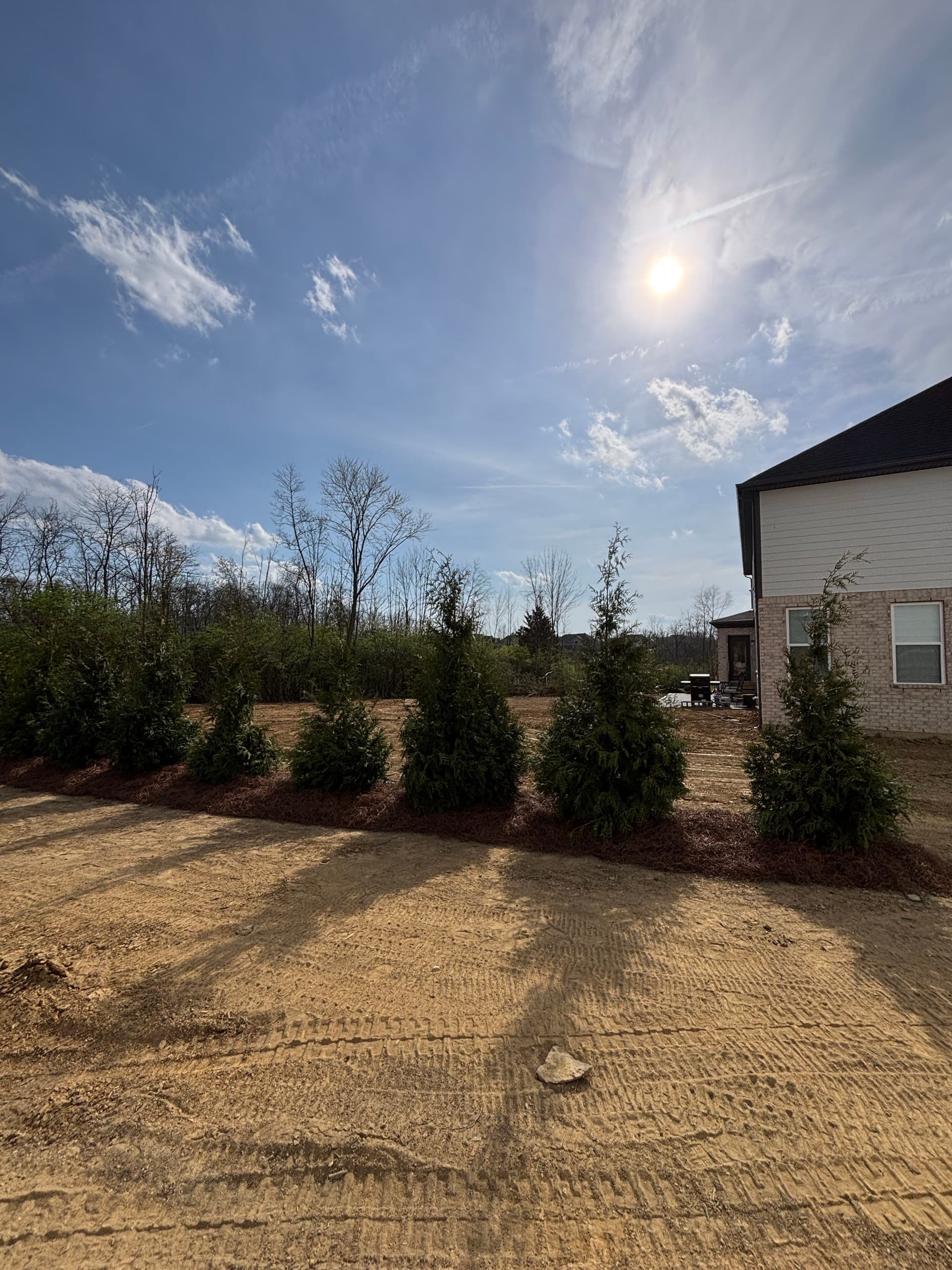 Gallery photos for Creating Natural Boundaries with Green Giant Arborvitaes: Image #2