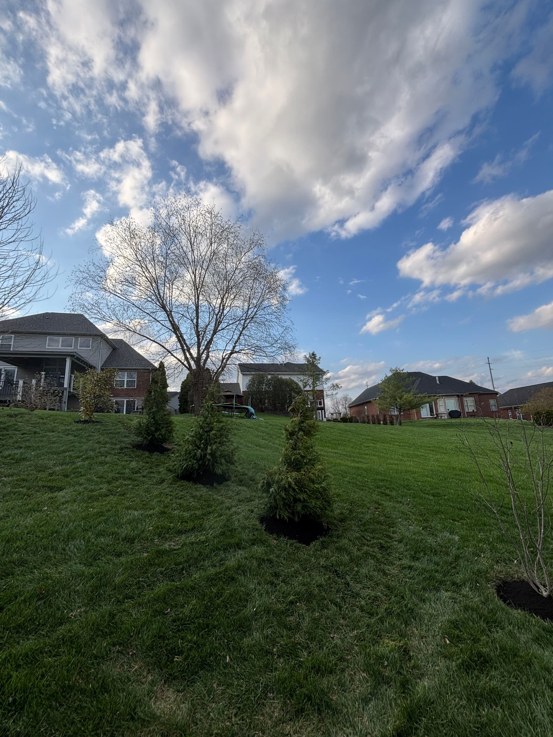 Gallery photos for Creating Natural Boundaries with Green Giant Arborvitaes: Image #5