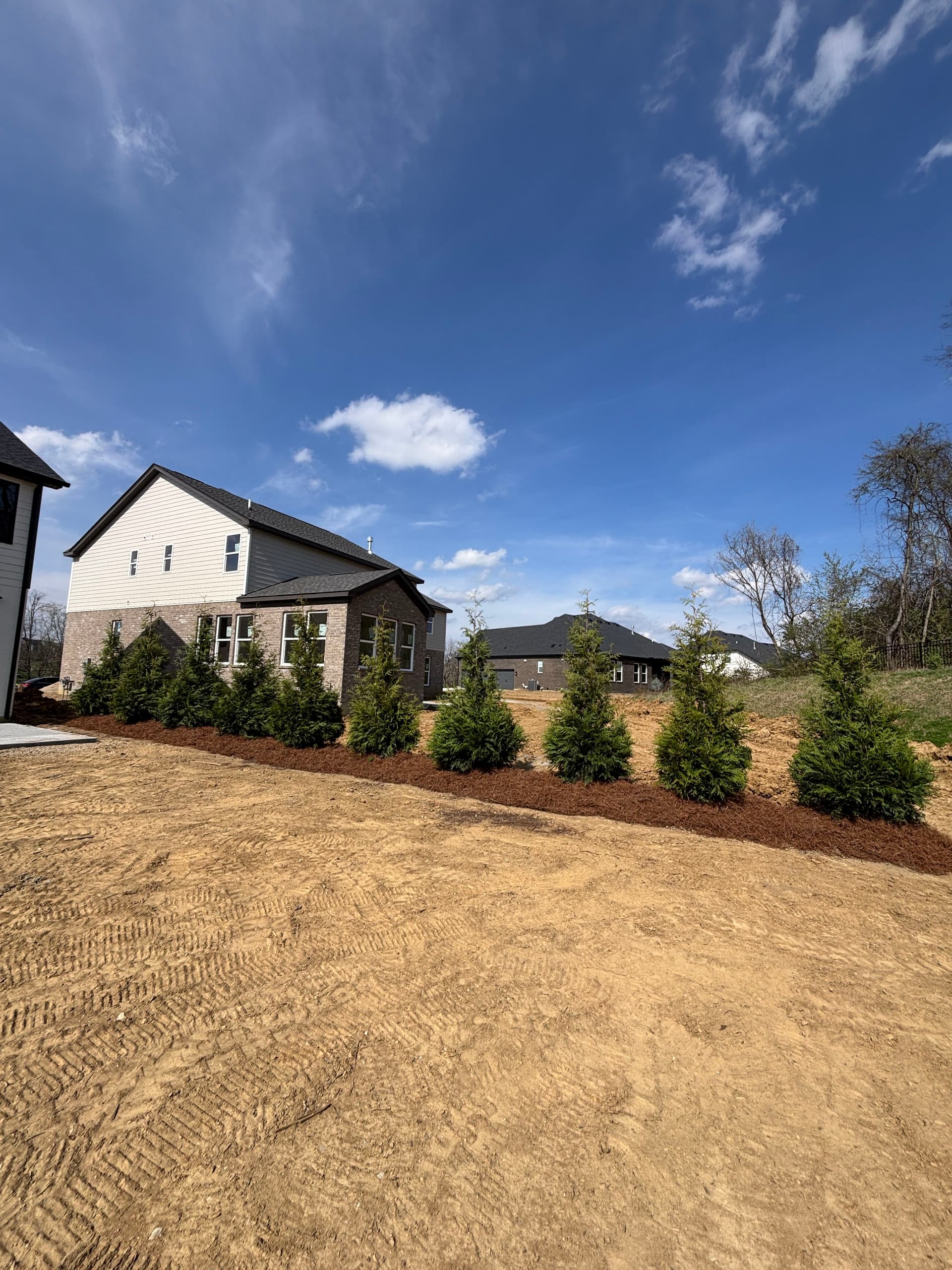 Gallery photos for Creating Natural Boundaries with Green Giant Arborvitaes: Image #3