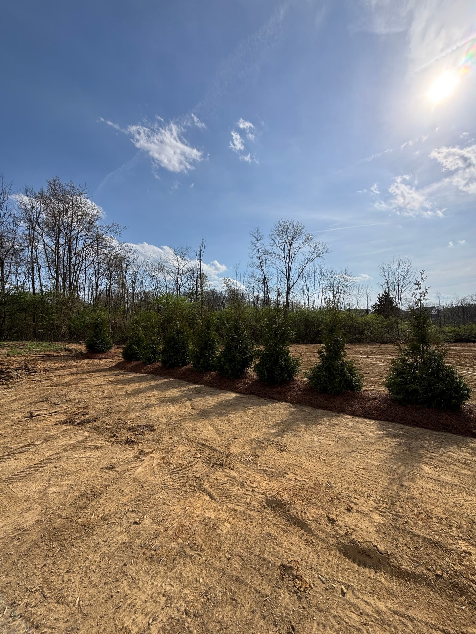 Gallery photos for Creating Natural Boundaries with Green Giant Arborvitaes: Image #1