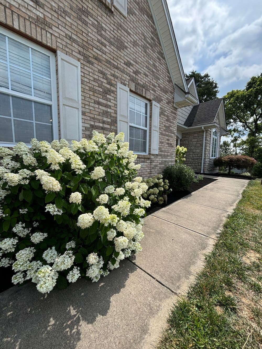 White hydrangeas bloom near a brick house, flanking a paved walkway and lush landscaping.