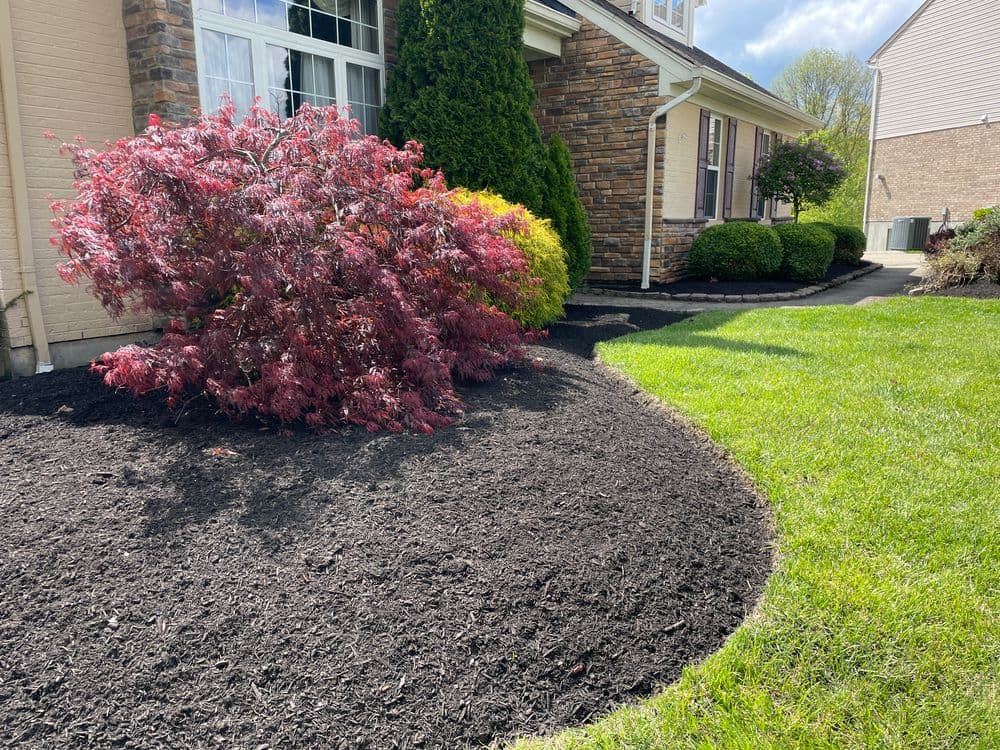 Vibrant red Japanese maple bush beside a home with fresh black mulch and green lawn.