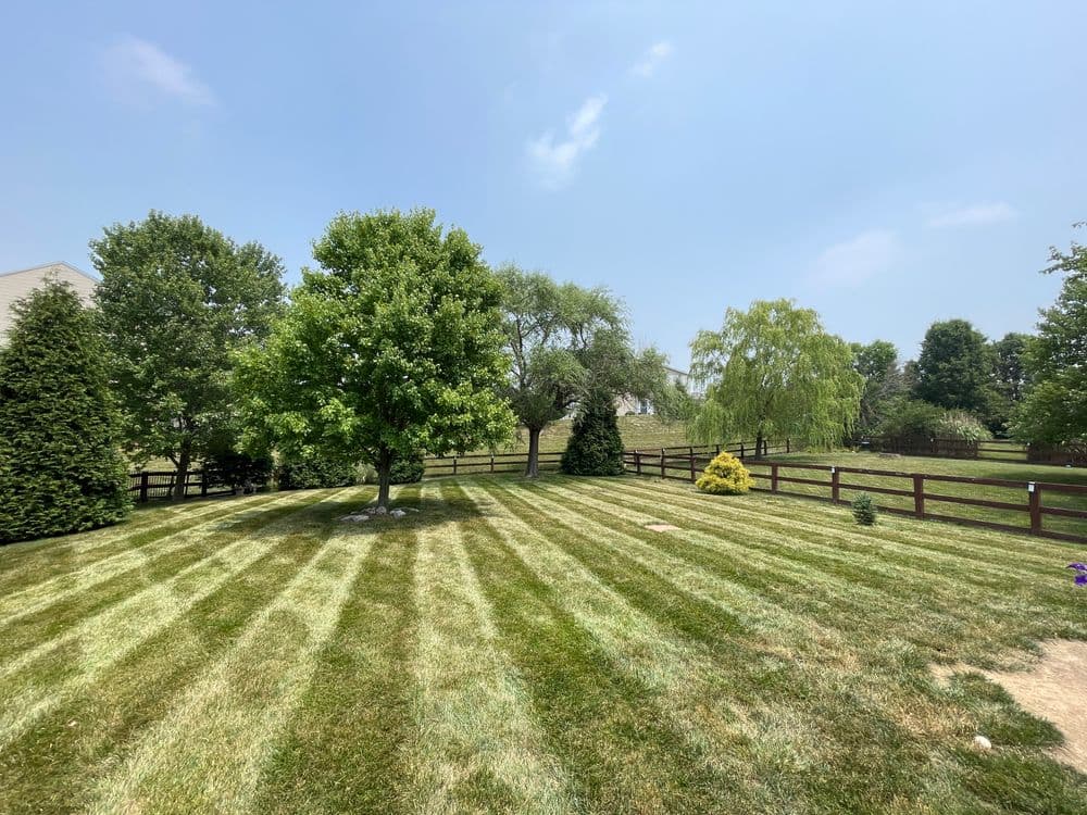 Lush green lawn with mow lines, trees, and a wooden fence under a clear blue sky.