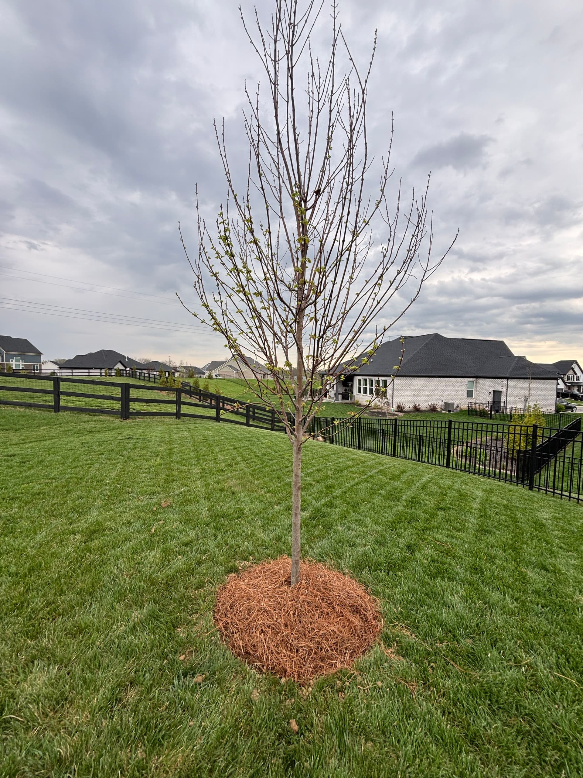 Gallery photos for 5 New Landscape Beds, Trees, and a Dry Creek Bed Built Right: Image #5