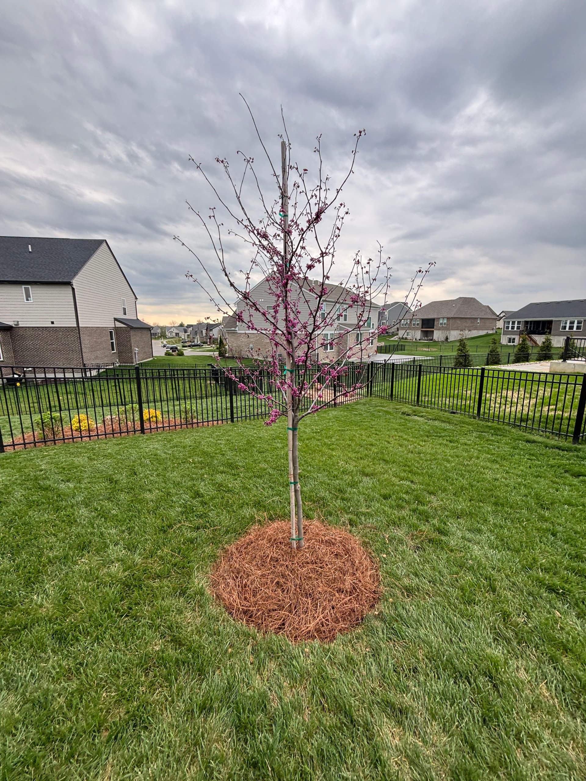 Gallery photos for 5 New Landscape Beds, Trees, and a Dry Creek Bed Built Right: Image #6